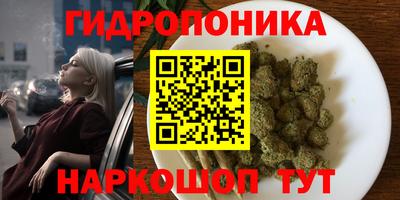 шишки Гай